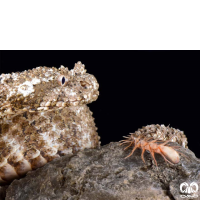 گونه افعی شاخدار دم عنکبوتی Spider-tailed Horned Viper 